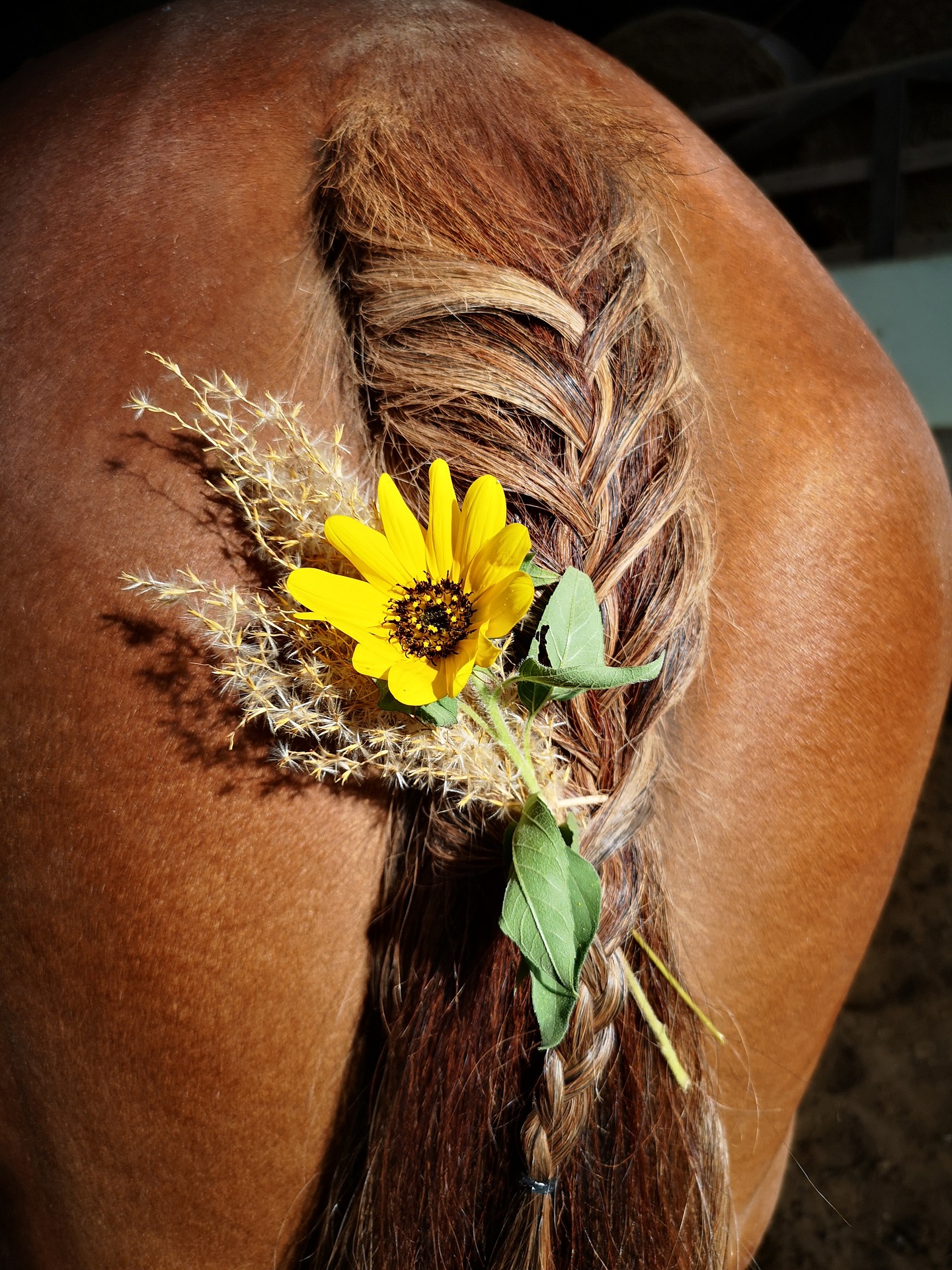 micha_webdesignschmitt-horse-5551471_1920
